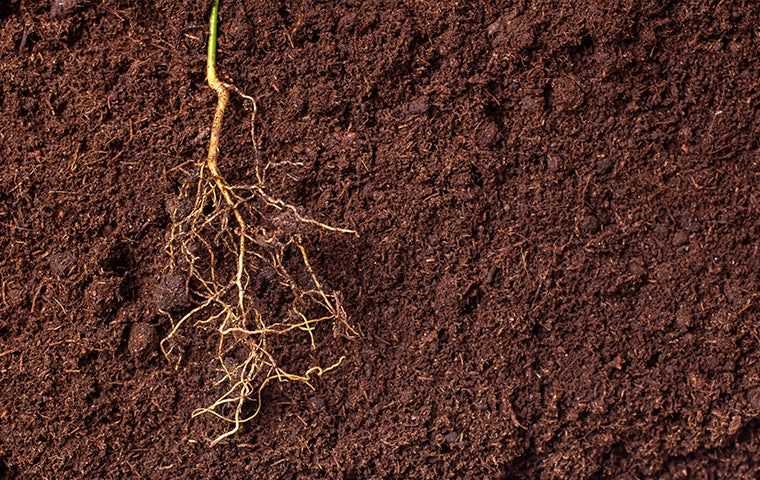 Root Fertilization