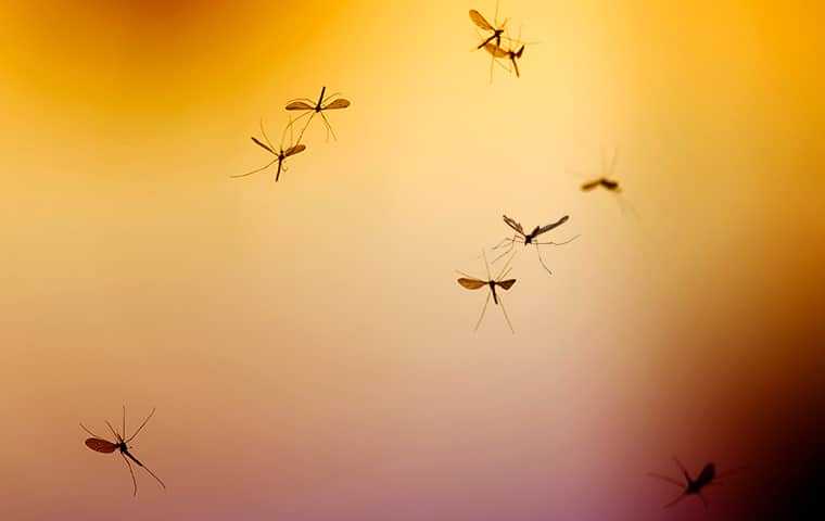 Mosquitoes Swarming Outside In Jacksonville Florida