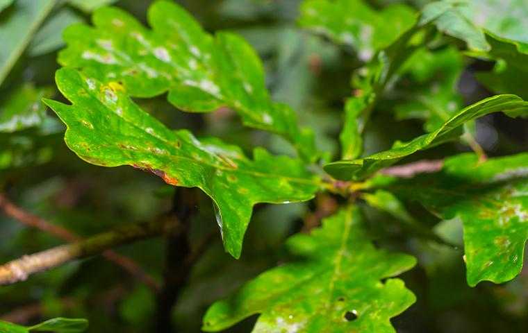Diseased Oak Leaves